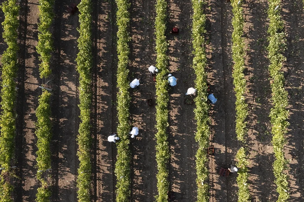 The Renaissance of Savatiano: How Attica’s Ancient Terroir is Redefining Greek Viticulture